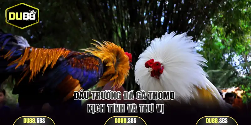 Đấu trường đá gà Thomo kịch tính và thú vị